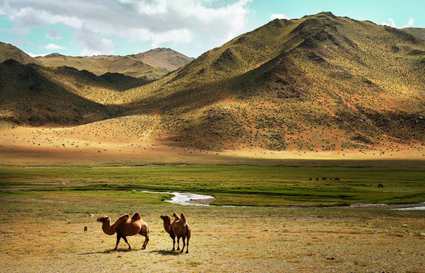  Mongolia. Dzikie wielbłądy dwugarbne spacerują leniwie koło szosy. Widok zapierający dech w piersiach. (Fot. Karolina Jonderko)