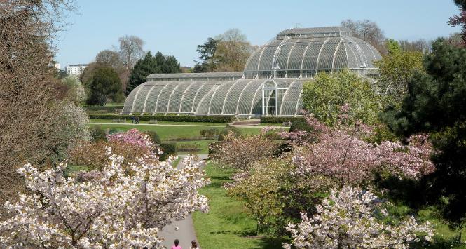  Kew Gardens zachwyca przyrodą o każdej porze roku. Na zdjęciu drzewka kwitnących wiśni. (Fot. materiały prasowe RBG Kew)