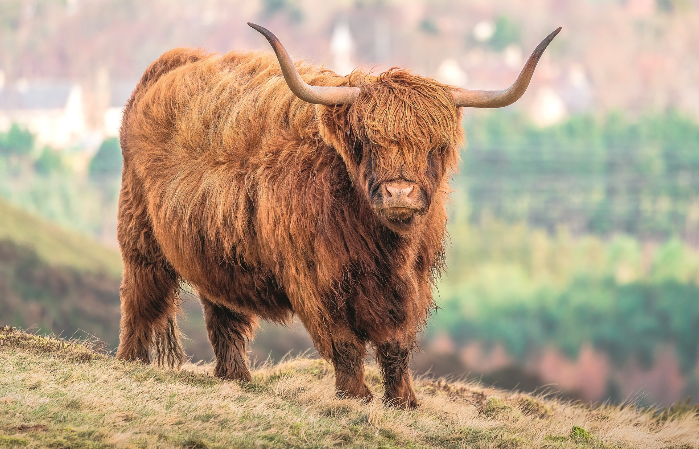 Słynne włochate krowy z Highlandów, czyli Highland Cattles (Fot. Ron Sharp)