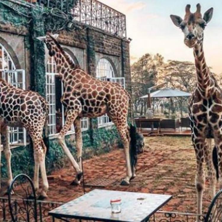 Restauracja Giraffe Manor słynie z tego, iż goście mogą spożywać posiłki wspólnie z... sześcioma żyjącymi wolno żyrafami. (fot. Instagram @blacktomatotravel)