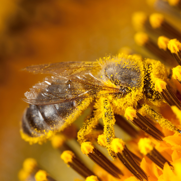 Pszczoły tworzą nieprawdopodobnie dobrze zorganizowaną społeczność, w której dominuje myślenie o wspólnym interesie wszystkich członków kolonii. Każdy owad ma do dodania pojedynczą cegiełkę do sukcesu. (Fot. iStock)