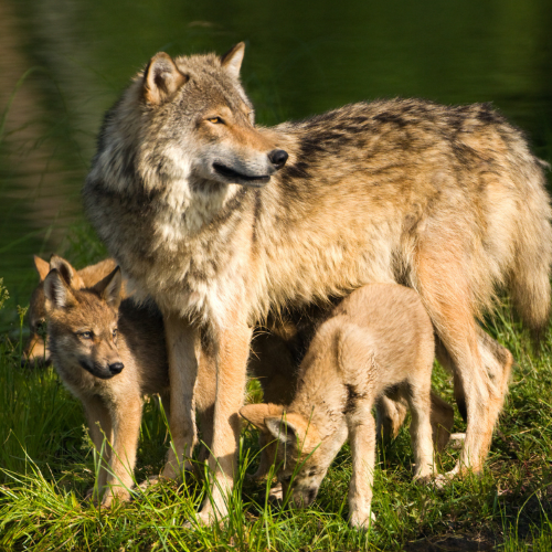 Wilki żyją w grupach społecznych, takich jak nasze ludzie rodziny. (Fot. iStock)