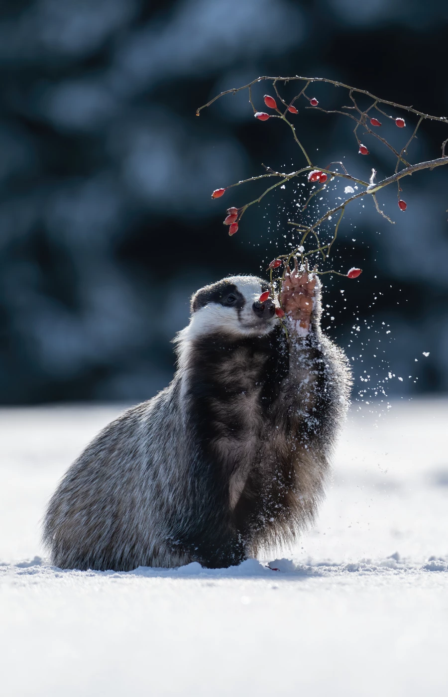 Przygotowania zwierząt do zimy – jak radzą sobie zwierzęta leśne zimą? (Fot. Jiri Doubek/Getty Images)