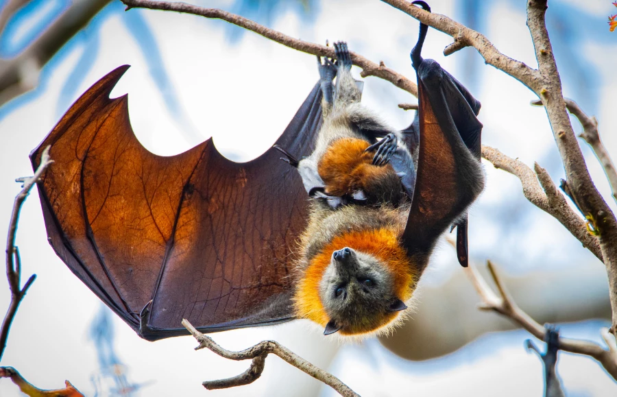 Samice nietoperzy są troskliwymi matkami. Kiedy rodzi się małe, jest cały czas na brzuchu mamy. (Fot. iStock)