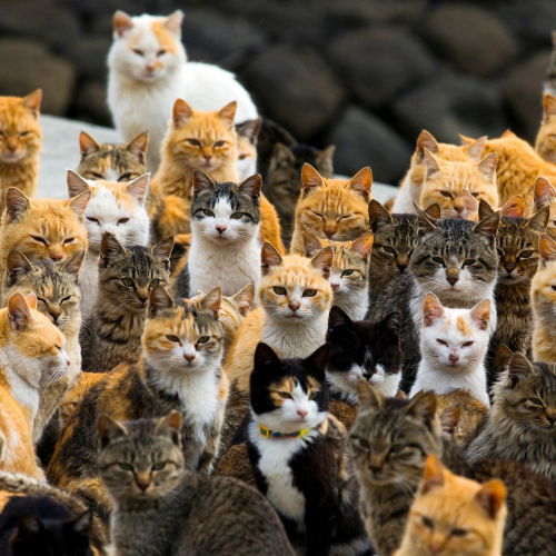 Aoshima to jedna z japońskich wysp z najliczniejszą kocią społecznością. (Fot. Thomas Peter/Reuters/Forum)