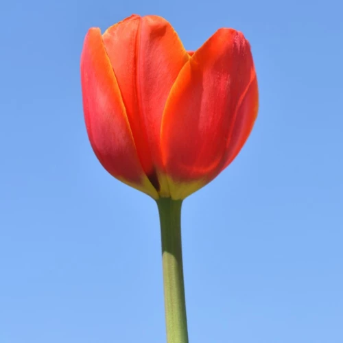 Symbolem choroby Parkinsona jest czerwony tulipan. (Fot. iStock)