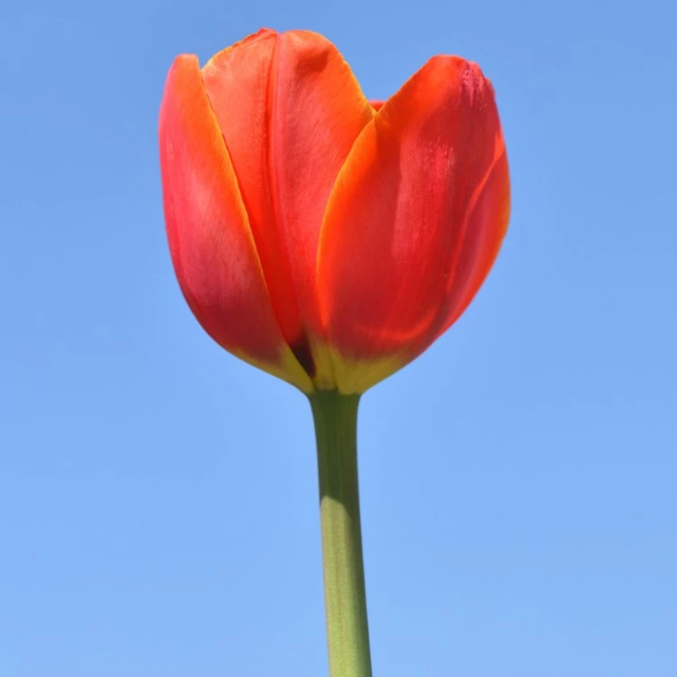 Symbolem choroby Parkinsona jest czerwony tulipan. (Fot. iStock)