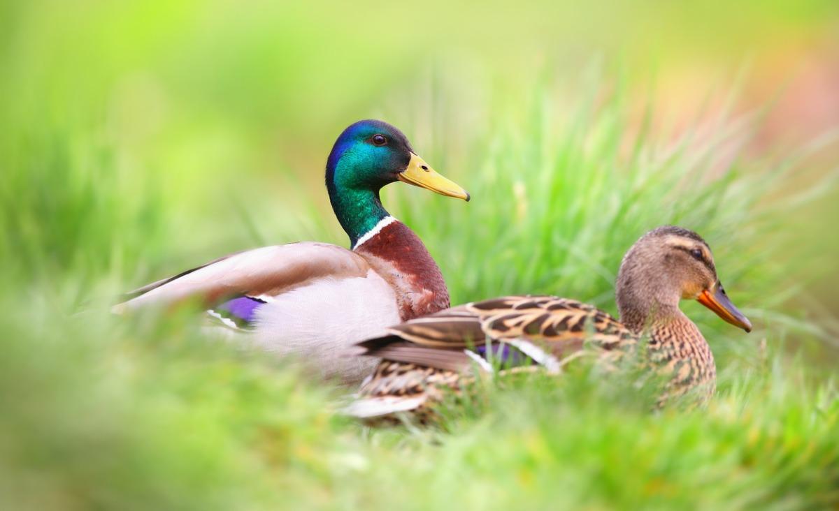 Dla kaczki najkorzystniej jest znaleźć sobie szybko partnera, który zapewni jej ochronę. (Fot. iStock)