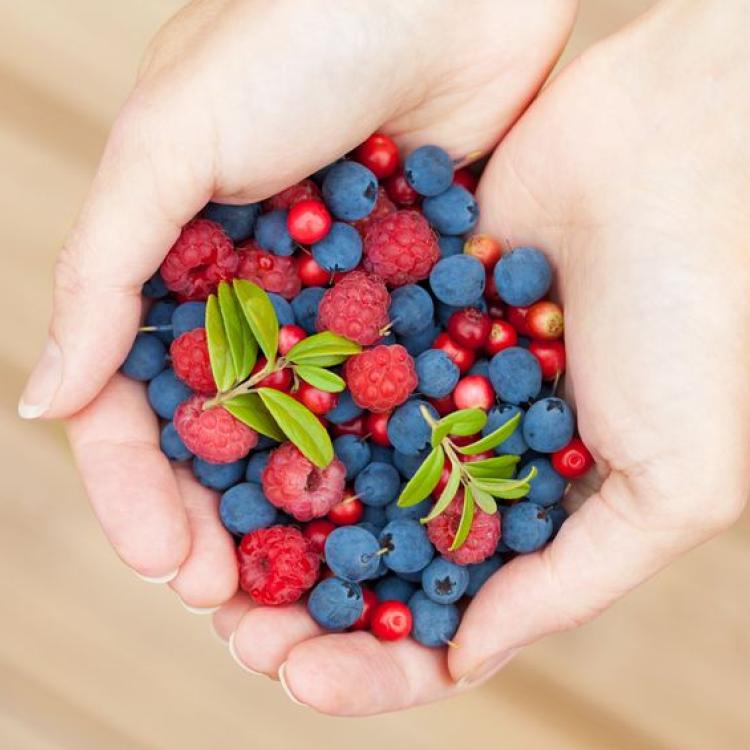 14427296 - hands holding fresh berries