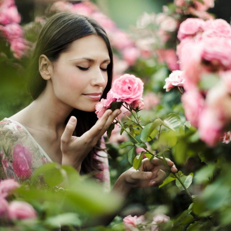 Róże zdobią ogrody i wnętrza, trafiają do kuchni (płatki kwiatów można stosować jako przyprawy i dodatki do rozmaitych potraw), a ich właściwości zdrowotne wykorzystywane są w leczeniu. (Fot. iStock)