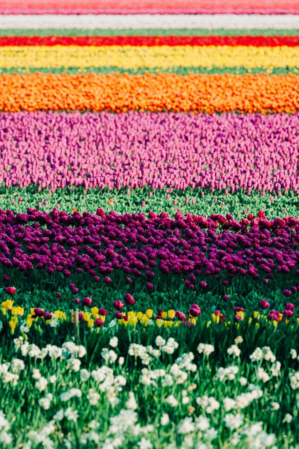 tulipany-w-hollandii