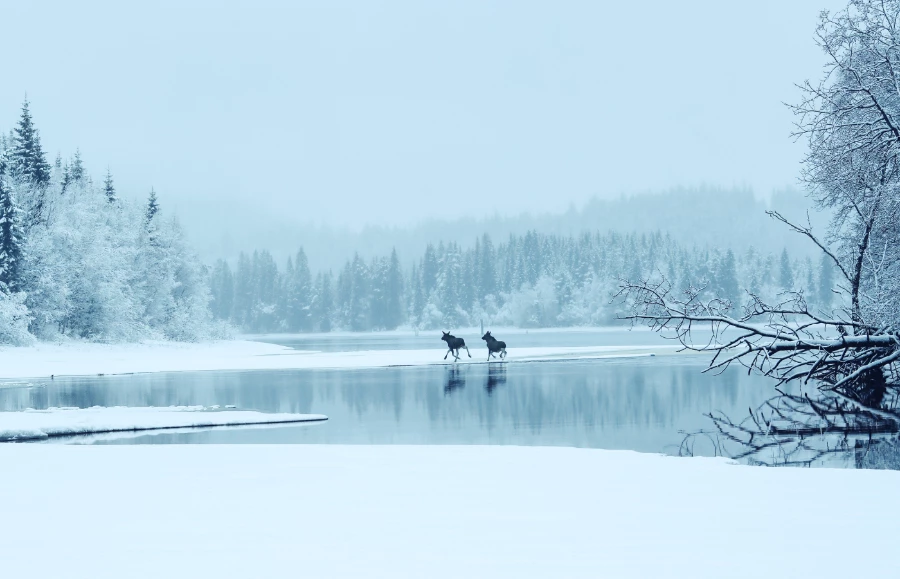 Przygotowania zwierząt do zimy – jak radzą sobie zwierzęta leśne zimą? (Fot. Jelena Safronova/Getty Images)