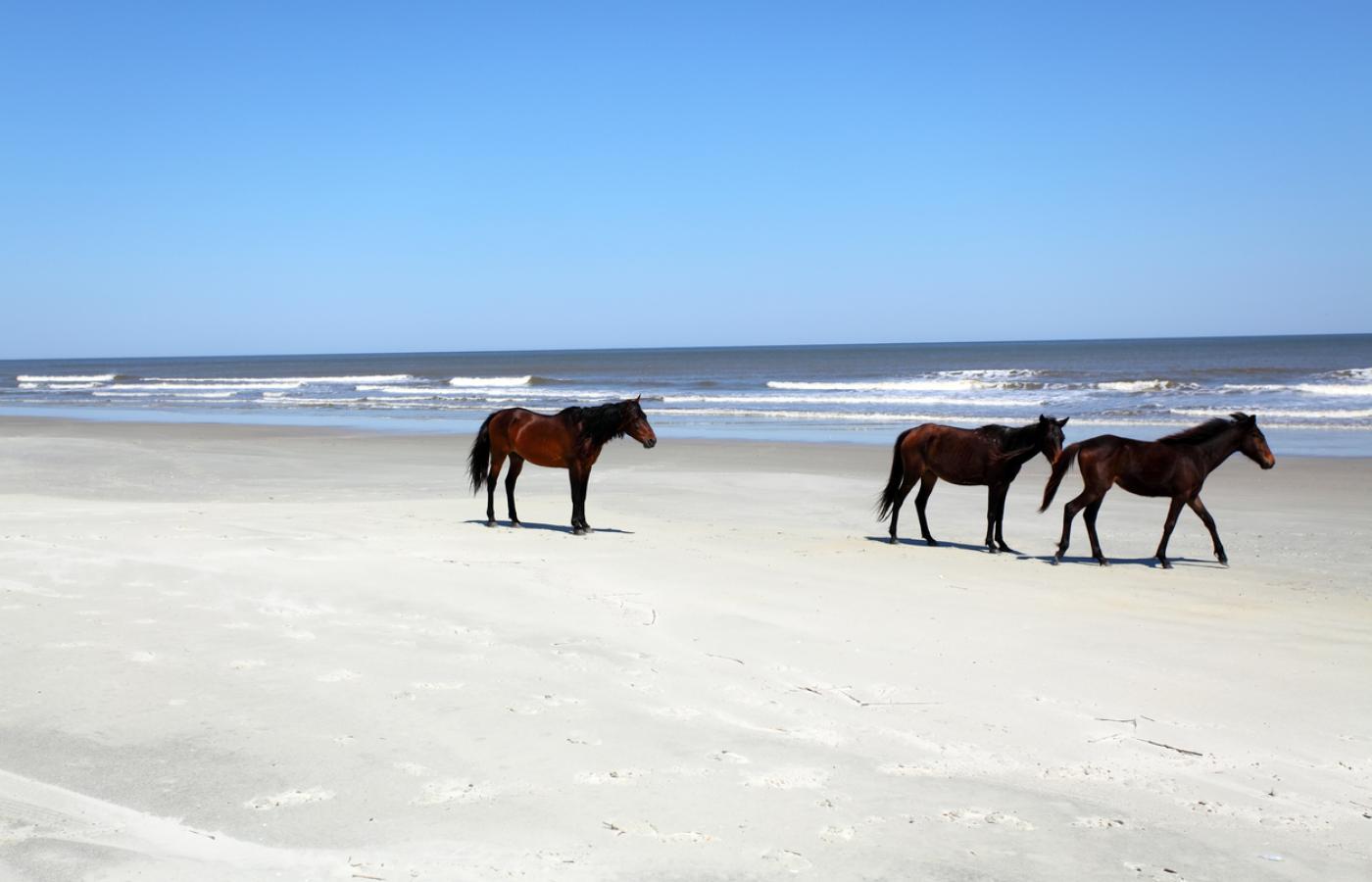 Plaża na Cumberland i dzikie konie (Fot. iStock)