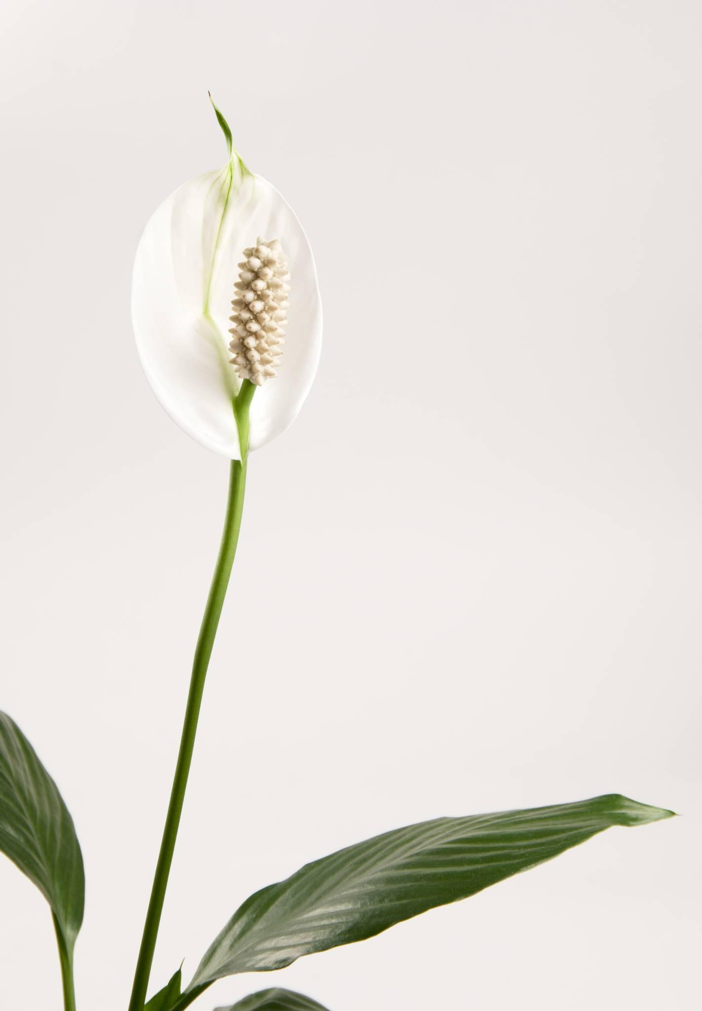  Skrzydłokwiat (fot. iStock)