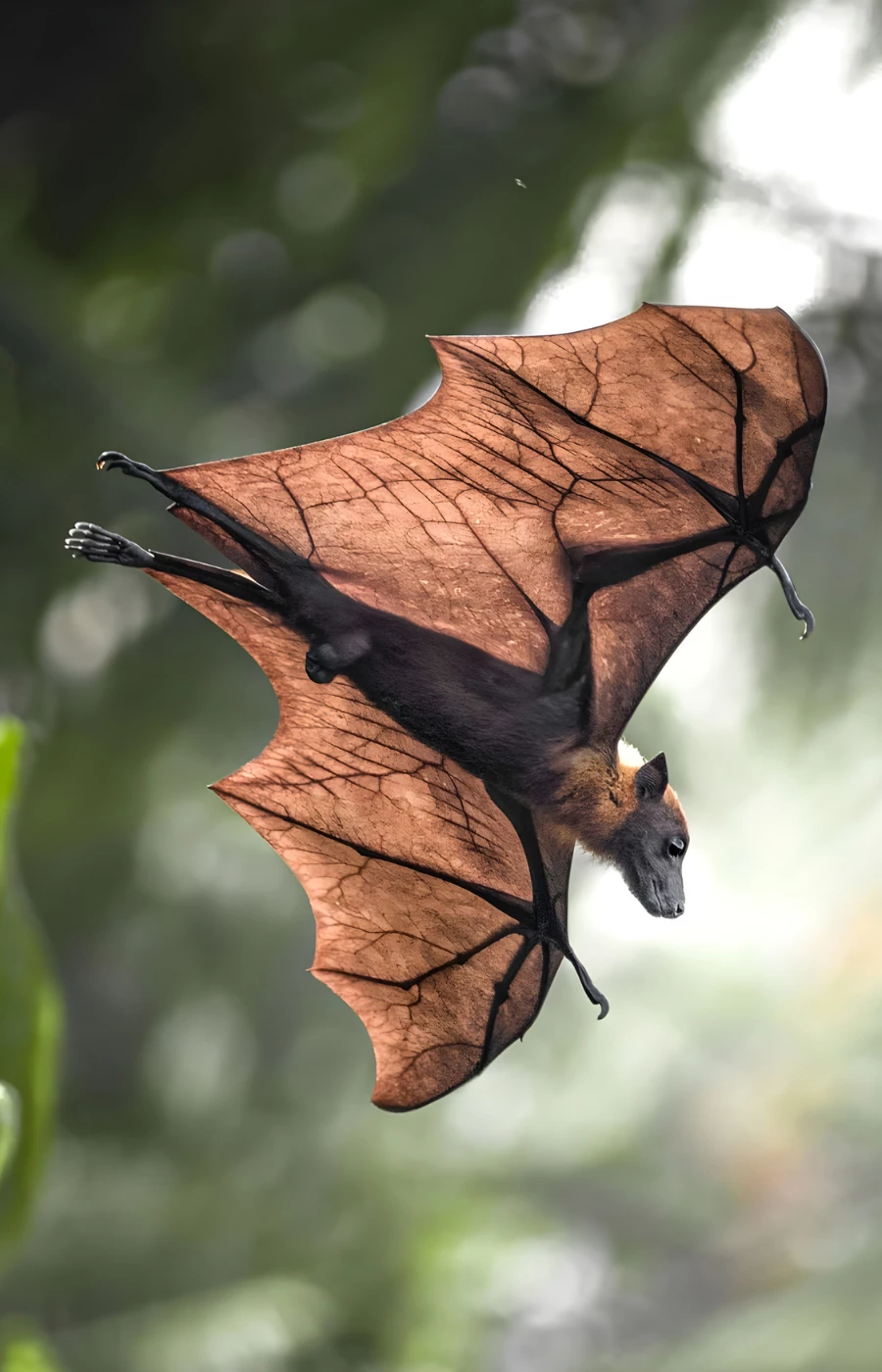 Nietoperze to jedyne ssaki, które potrafią latać. (Fot. iStock)