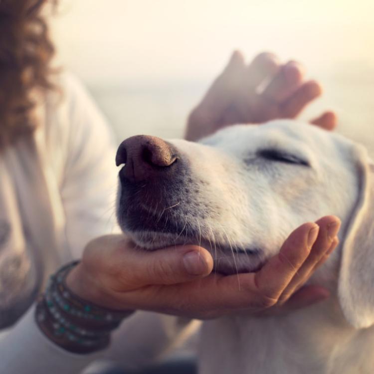 Pomiędzy psem a właścicielem często występuje niemal metafizyczna więź. (Fot. iStock)