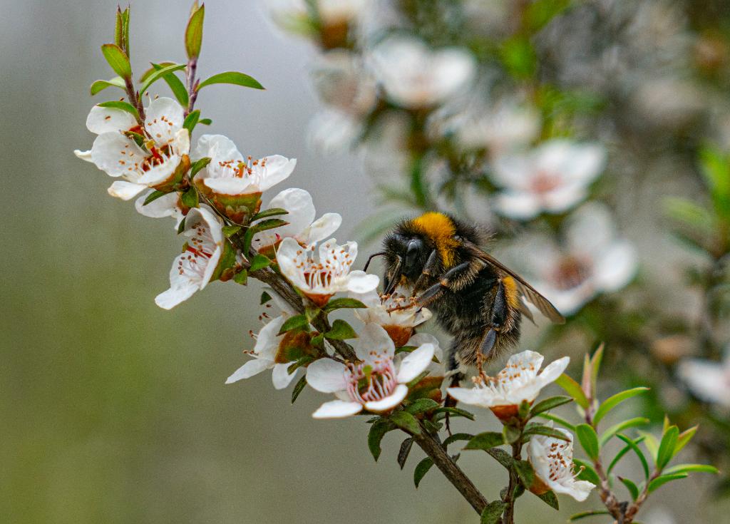 Pszczelarze dbają o pszczoły przez cały rok. (Fot. iStock)