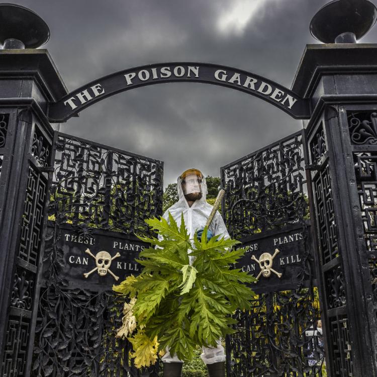 W słynnym Poison Garden rośnie ponad 100 najbardziej trujących roślin z całego świata.  (Fot. James Glossop / News Licensing / Forum)