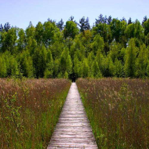 Drewniana stara ścieżka „Czerwone Bagno” (Fot. materiały ze strony Biebrzańskiego Parku Narodowego)