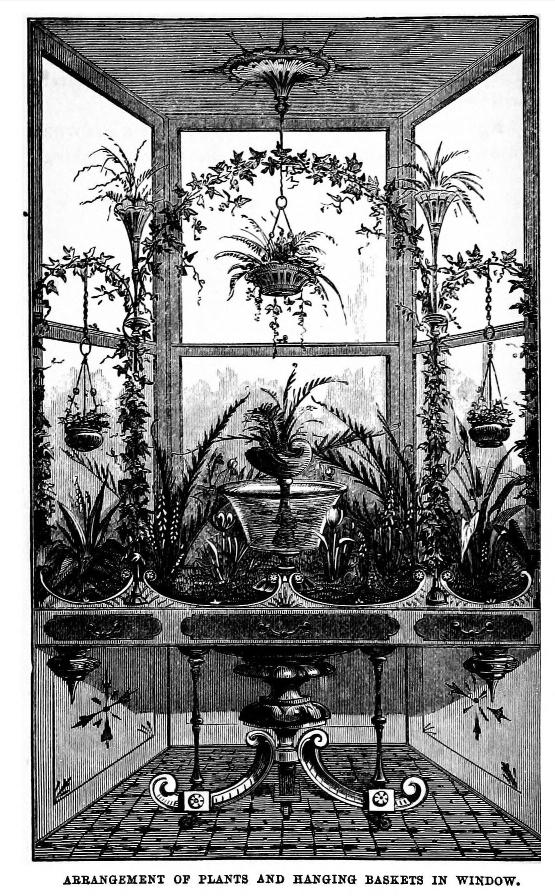  Ogród w oknie. Rok 1877. (Fot. Biodiversity Heritage Library)