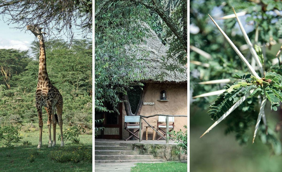  1. Dzięki długim nogom i jeszcze dłuższej szyi żyrafa może objadać korony drzew z liści rosnących wysokości do pięciu, sześciu metrów. 2. W parkach narodowych Kenii kryją się ekskluzywne apartamenty, które choć kosztują krocie, kuszą tym, że można obserwować zwierzęta wprost z hotelowej restauracji czy tarasu bungalowu. 3. Potężne i ostre kolce chronią przysmak żyraf - łagodne listki akacji. (Fot. Anna Janowska)