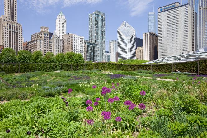 Lurie Garden, projektu Pieta Oudolf’a w Millenium Park, w Chicago, zadziwia kontrastem nowoczesnej architektury zestawionej z naturalistyczną aranżacją roślinną. (Fot. iStock)