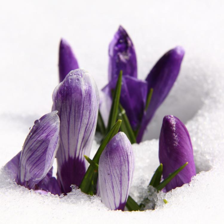21 marca nastąpi nów wiosny, dzień po równonocy wiosennej i wejściu Słońca do znaku Barana, co w kalendarzu astrologicznym oznacza nieodwołalny koniec zimy. (Fot. iStock)