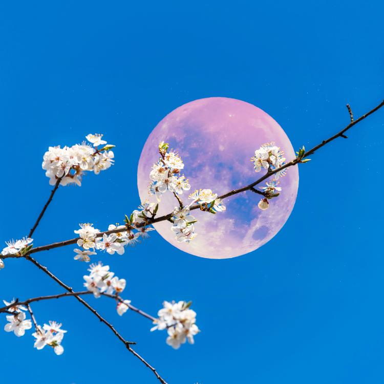 Pełnia Różowego Księżyca wydarzy się 6 kwietnia o godzinie 20.57 na 16 stopniu osi Waga – Baran. (Fot. iStock)