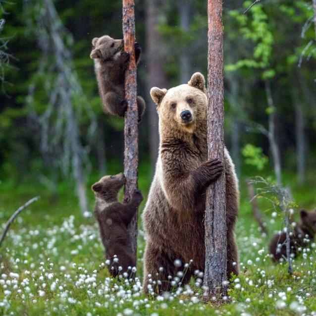 Niedźwiedzie należą do rodziny Ursidae. Ich rozmiary wahają się znacznie w zależności od gatunku. (Fot. iStock)