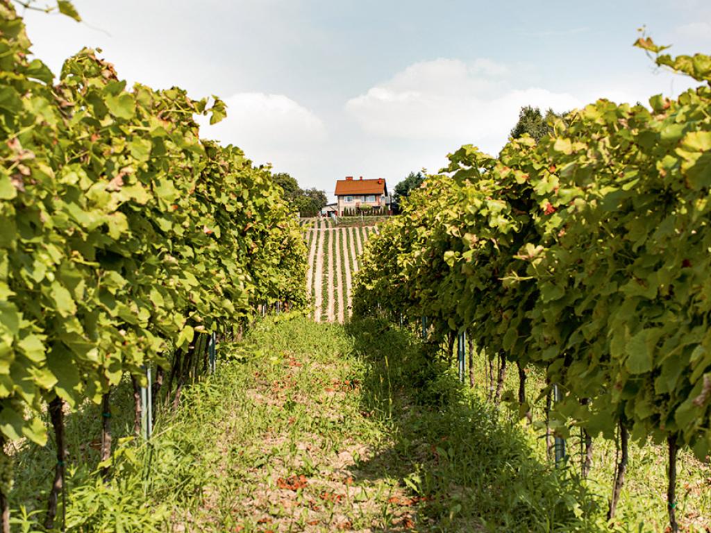 Degustacje win prowadzone przez winiarzy odbywają się przez cały rok.  (Fot. Magda Klimczak/Dare to Cook)