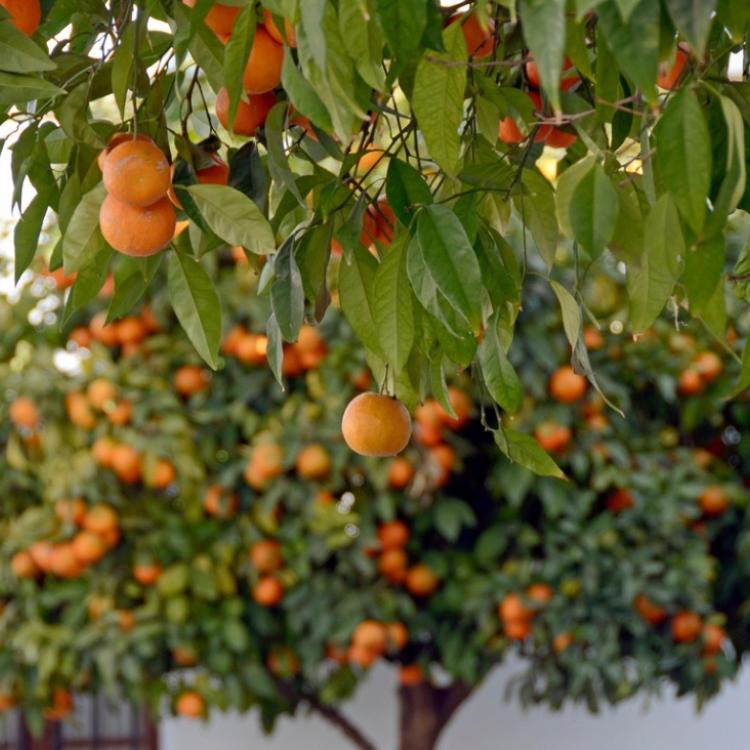 Gorzkie pomarańcze sprowadzili do południowej Hiszpanii Arabowie 10 wieków temu. (fot. iStock)