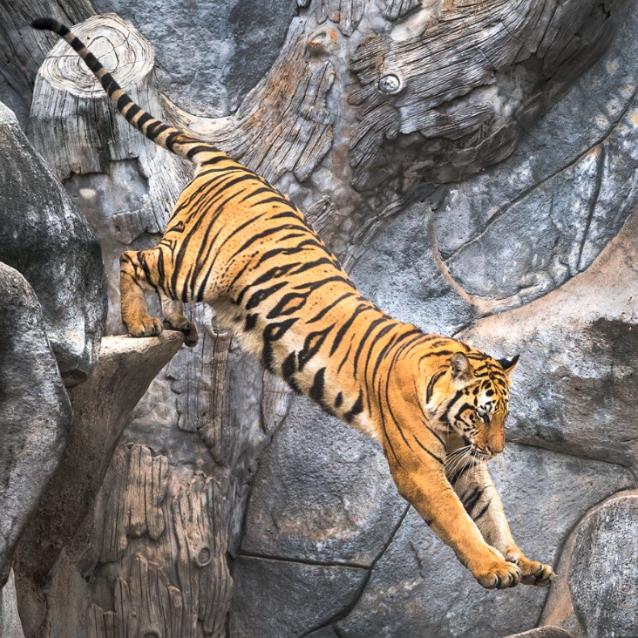 Symbolem Somatic Experiencing stał się skaczący tygrys. (Fot. iStock)