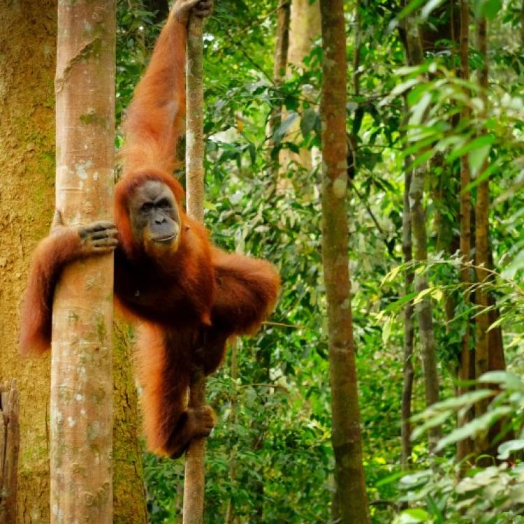 „Dying for a Biscuit” (Umierając za herbatnika)
- to nazwa reportażu BBC, który ujawnił skalę strat i zagrożeń związanych z wycinką lasów tropikalnych. (Fot. iStock)
