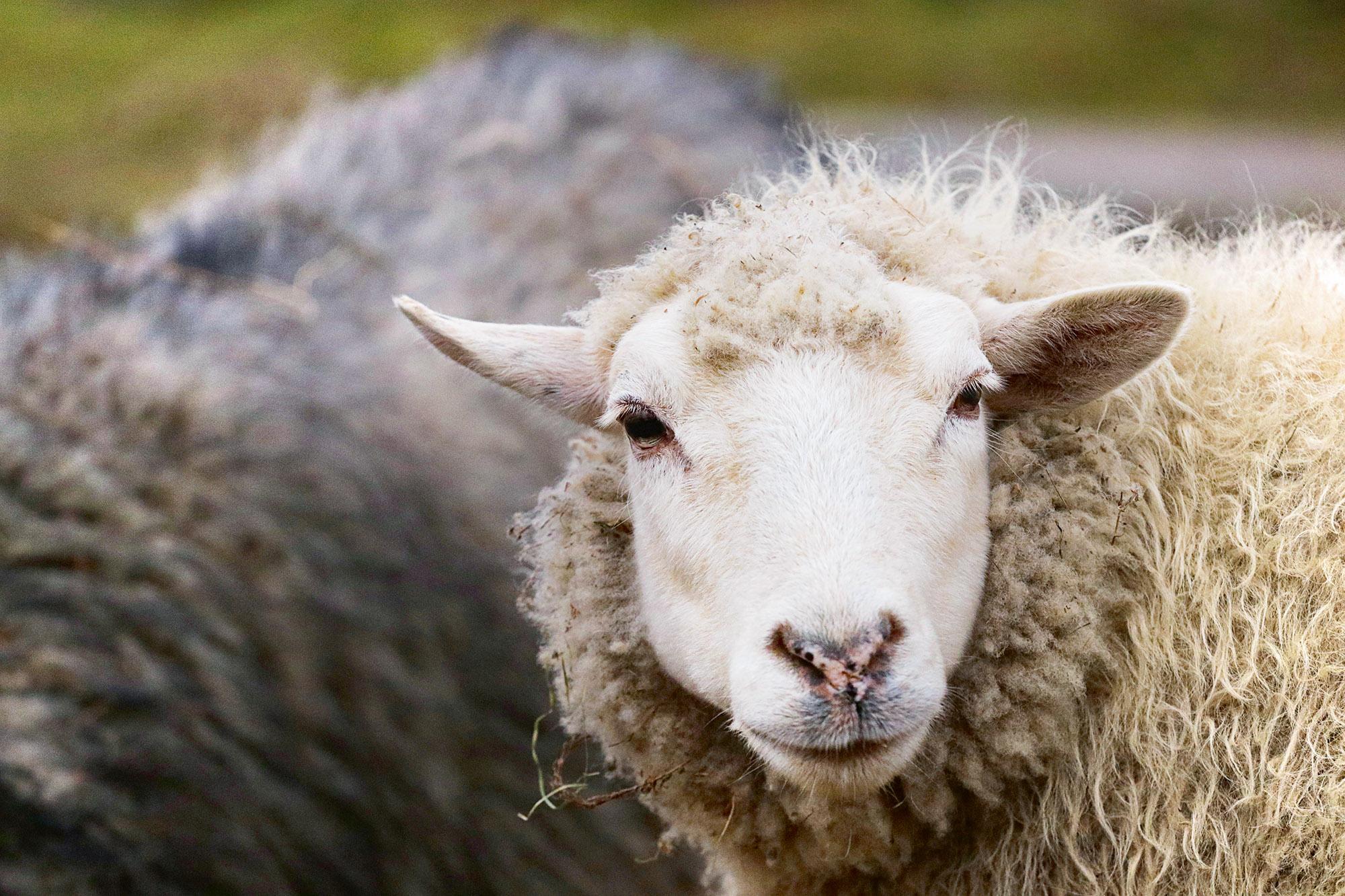 Owcę Tosię odkupiła od jej właściciela sąsiadka. Nie mogła się pogodzić z tym, że owieczka skończy jako świąteczny obiad. Przywiozła ją do ośrodka rehabilitacji dzikich zwierząt z Podlasia.