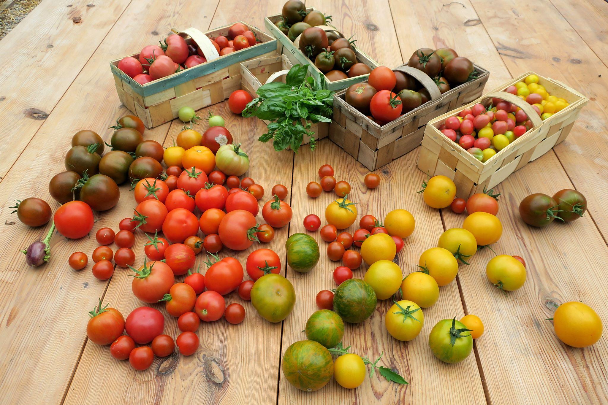  Własne pomidory smakują najlepiej. (Fot. Katarzyna Bellingham)