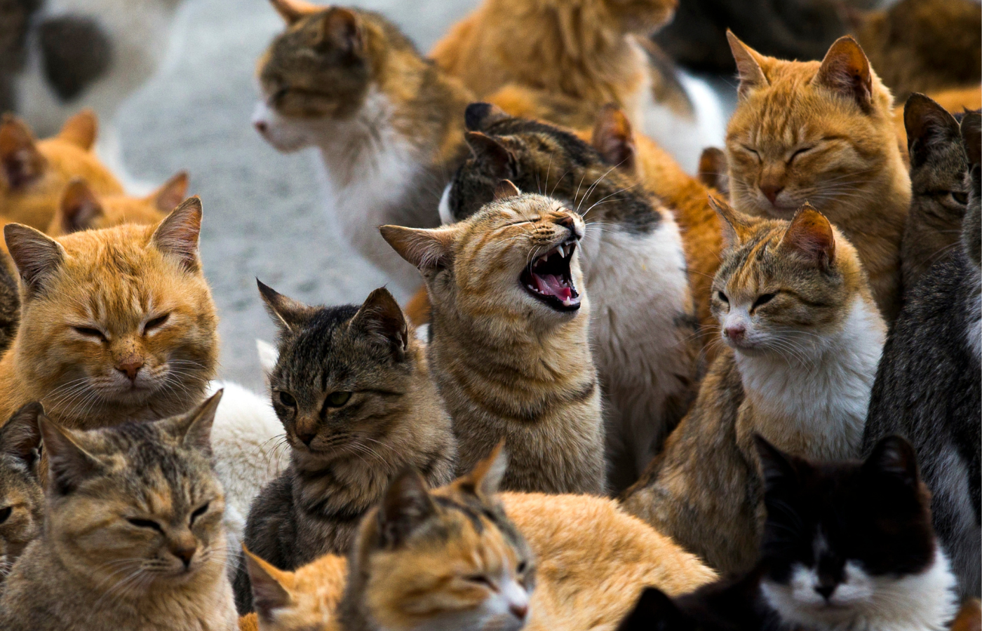 Koty zostały sprowadzone na Aoshimę, aby polować na myszy. (Fot. Thomas Peter/Reuters/Forum)