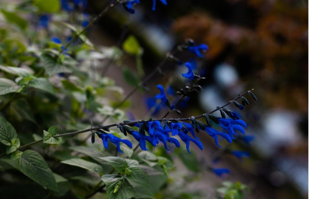 Jarmułka bajkalska - roślina lecznicza o niebieskich kwiatach (Fot. iStock)