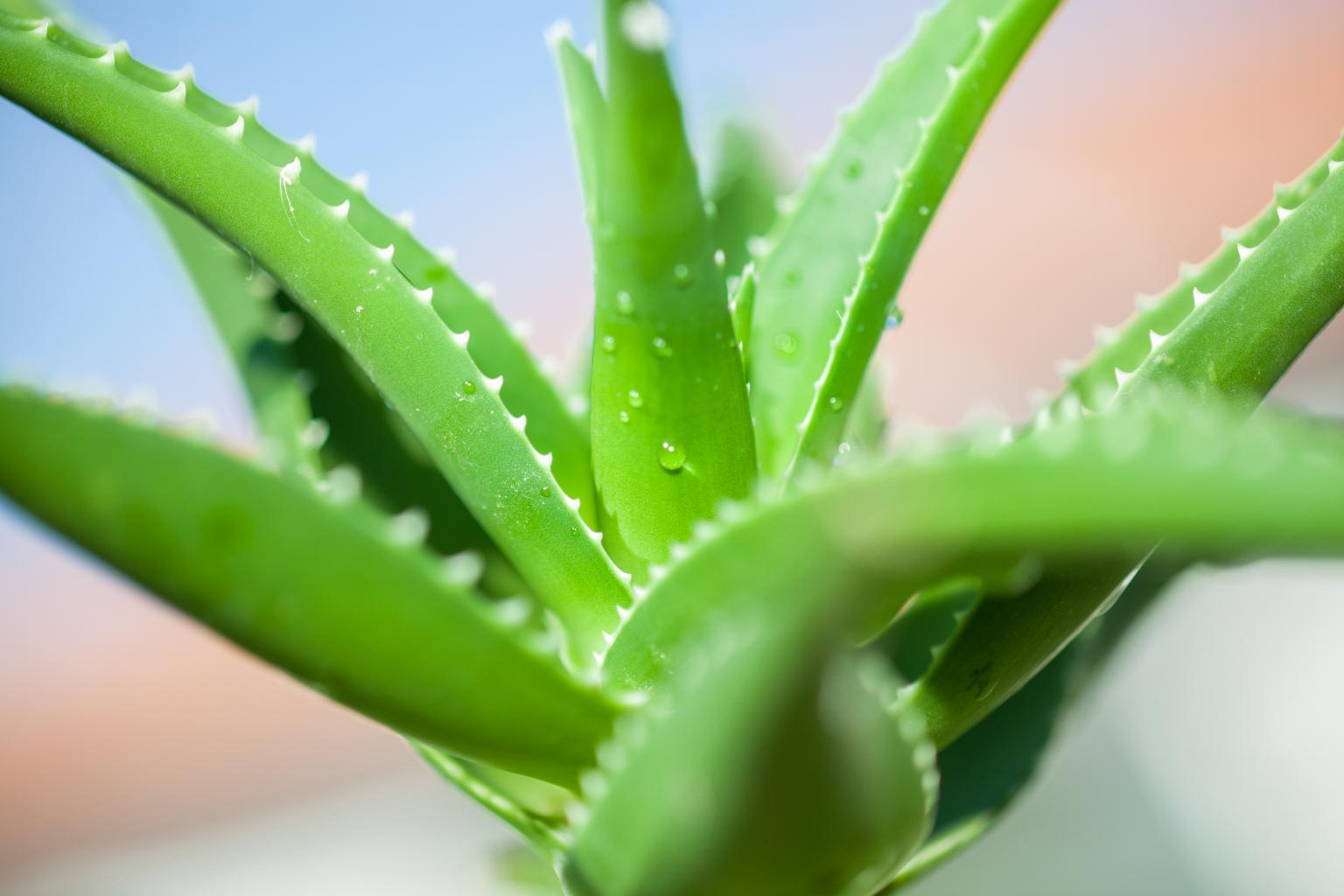 Aloes można uprawiać samodzielnie w domu na parapecie. (Fot. iStock)