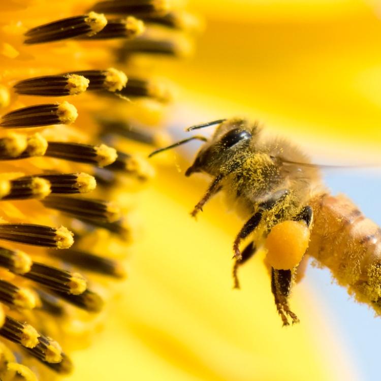 Aby zebrać nektar potrzebny do wytworzenia 1 kg miodu jedna pszczoła musiałaby odwiedzić ok. 4 milionów kwiatów, dlatego na słoik miodu w rzeczywistości pracuje 20 000 pszczół przez okres trzech tygodni. (Fot. iStock)