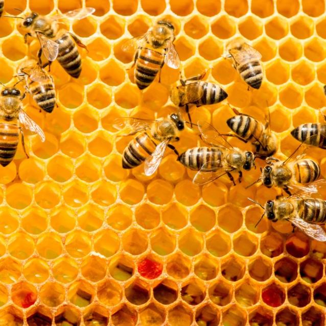 Pszczoły, w tym pszczoła miodna i wiele gatunków dziko żyjących, w większości regionów geograficznych świata są największą i ekonomicznie najważniejszą grupą zapylaczy. (Fot. iStock)