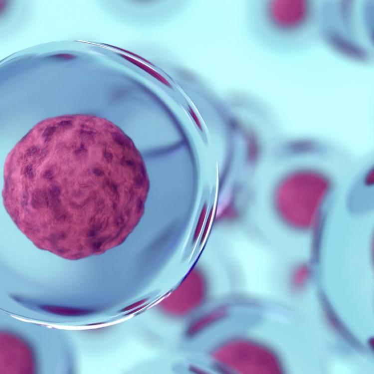 Przed nami ogrom badań dotyczących mechanizmów działania mezenchymalnych komórek macierzystych, ale już teraz widać, jak wielki jest potencjał w terapii komórkowej, w biologii komórki, jak bardzo to idzie do przodu. (Fot. iStock) 