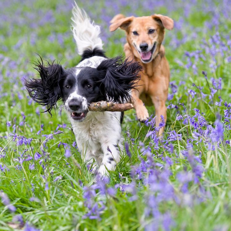 Zabawa jest zabawą. Psy wiedzą, że to jedna z najważniejszych potrzeb w życiu. (Fot. iStock)