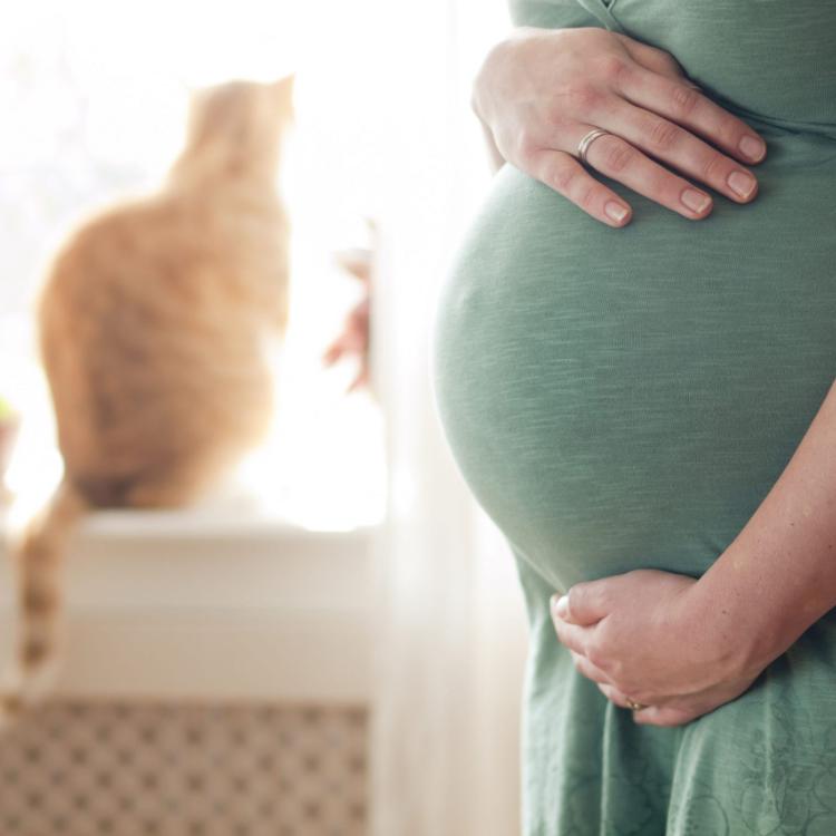 27492339 - pregnant young woman expanding the family with a cat in the background