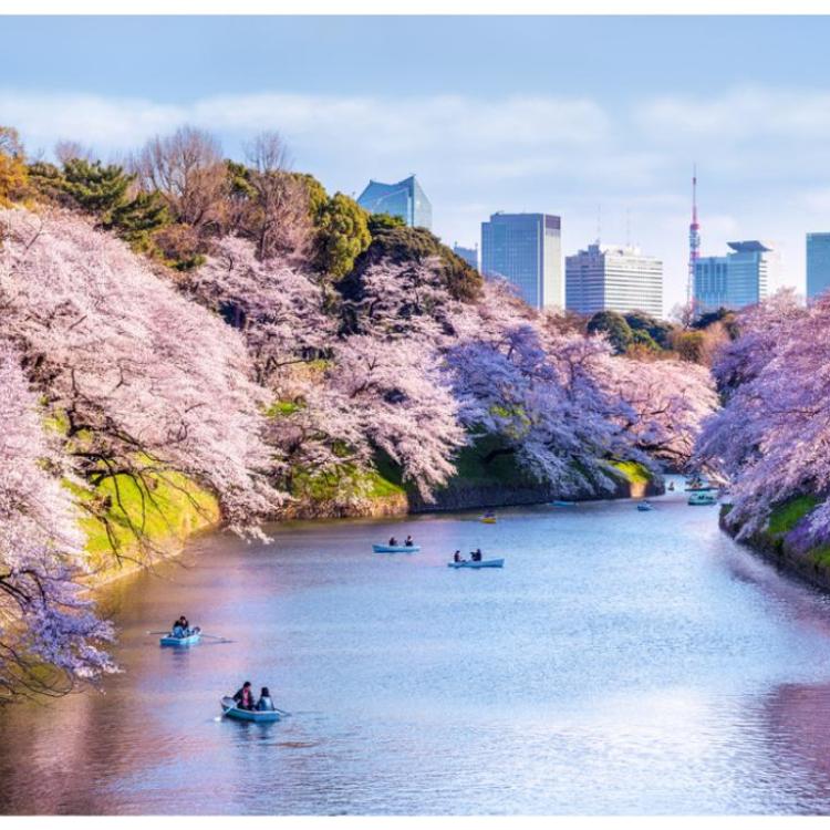 Są rożne odmiany wiśni. Ulubioną i najczęściej spotykaną jest somei-yoshino. Na Okinawie (południe) wiśnie zakwitają już pod koniec lutego, na Hokkaido (północ) – na początku maja. Wiśnie kwitną krótko, więc trzeba dobrze zaplanować świętowanie. Na zdj. Chidorigafuchi Park w Tokio w 2019 r. (Fot. iStock)