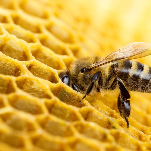 Kiedy zginie ostatnia pszczoła, człowiekowi zostaną już tylko cztery lata do… końca życia na Ziemi. (Fot. iStock)