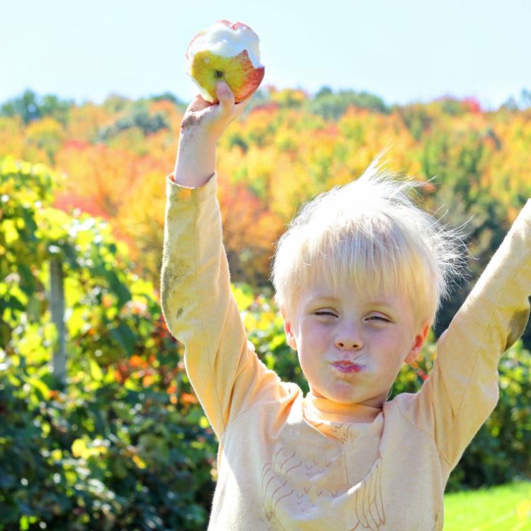 32189490 - a happy young child is raising his arms in the air as he eats freshly harvested fruit at an apple orchard on a sunny fall day.