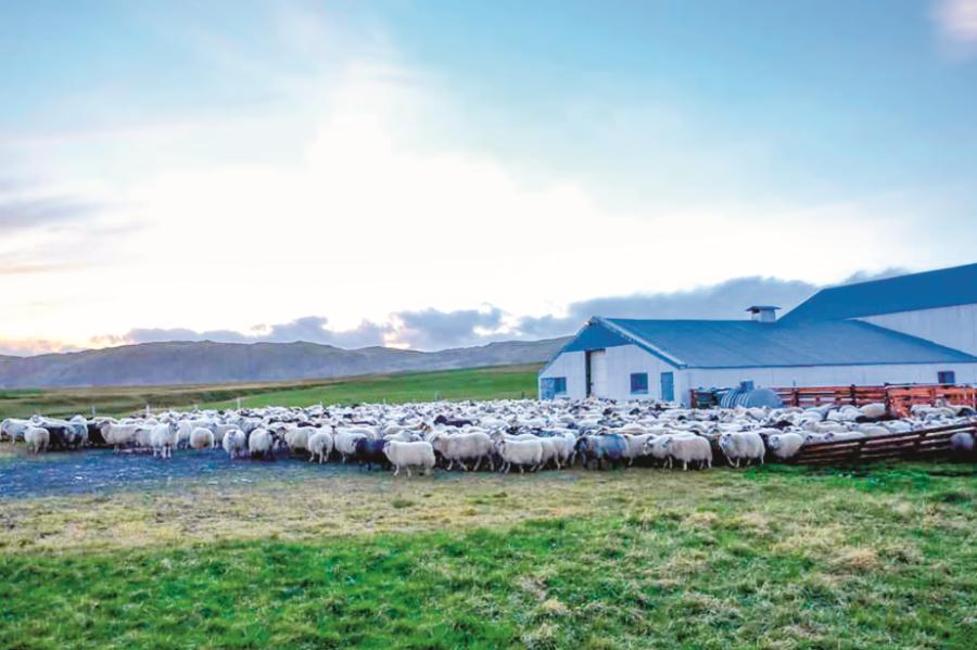  Islandzka farma Heidy Ásgeirsdóttir (Fot. archiwum prywatne)