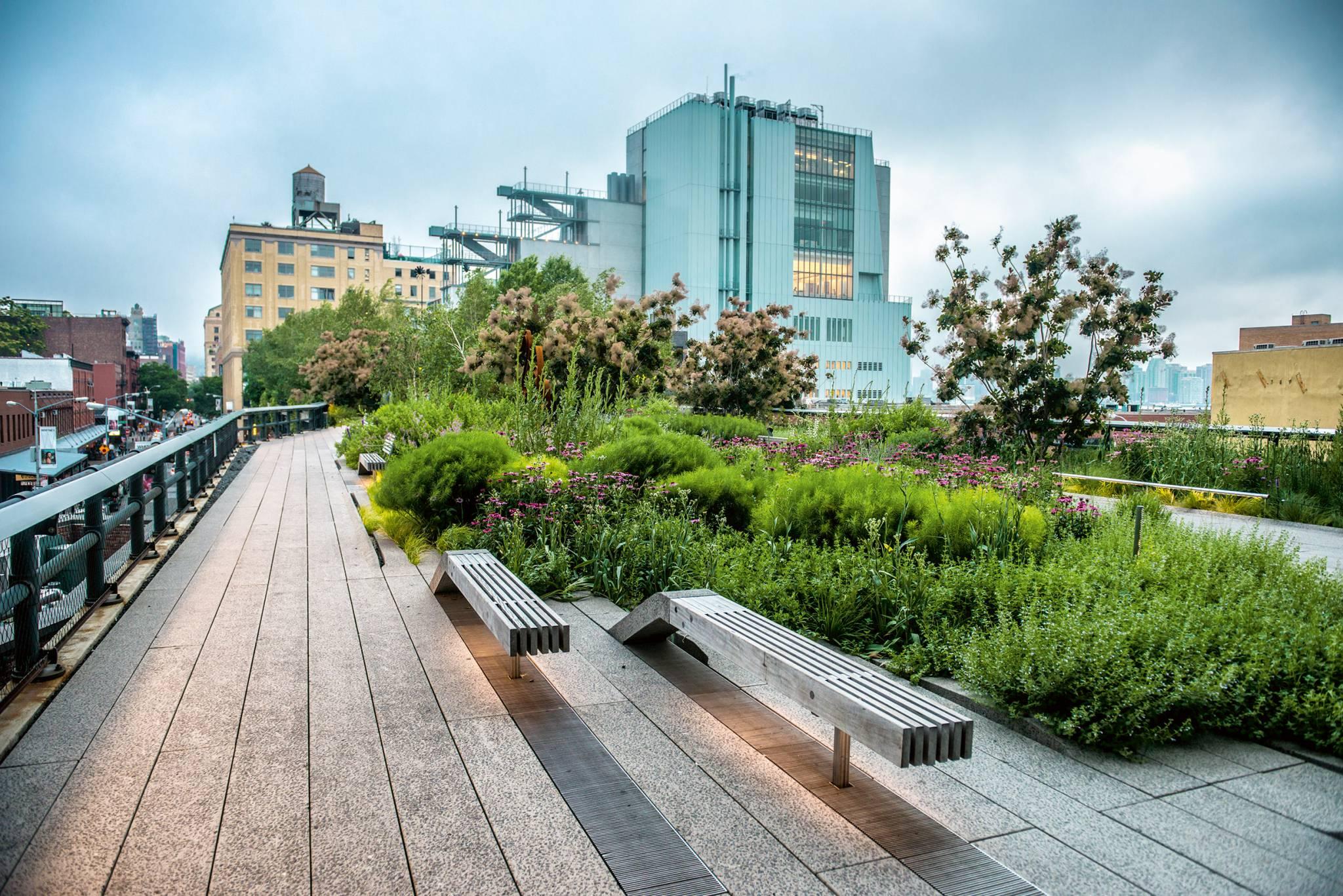 High Line Park, Nowy Jork. W dzielnicy Chelsea Oudolf wyczarował ogród pełen traw, drzew i nietypowych dla miasta kwiatów. (Fot. iStock)
