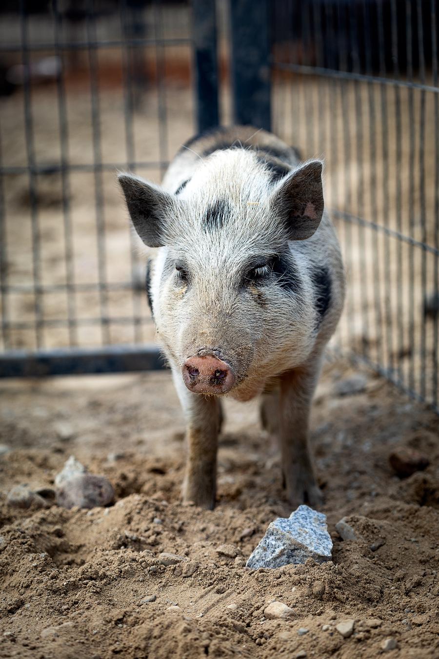 W „Chrumkowie” pod Toruniem żyje obecnie 85 świń. To miejsce jest otwarte dla zwiedzających w weekendy. Można przyjechać i poznać bliżej te zwierzęta, a nawet zostać wirtualnym rodzicem. (Fot. proksaphotography.com)