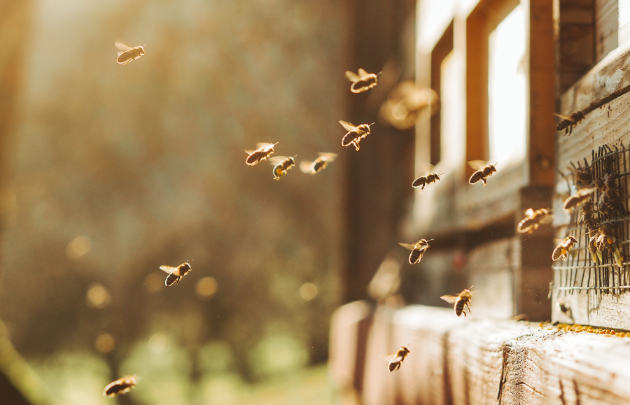 Pszczoły są bardzo wrażliwe, jako jeden z pierwszych gatunków reagują na zanieczyszczenie środowiska. Jak szacują naukowcy – po wyginięciu ostatniej pszczoły życie na ziemi mogłoby potrwać maksymalnie 10 lat. (Fot. iStock)